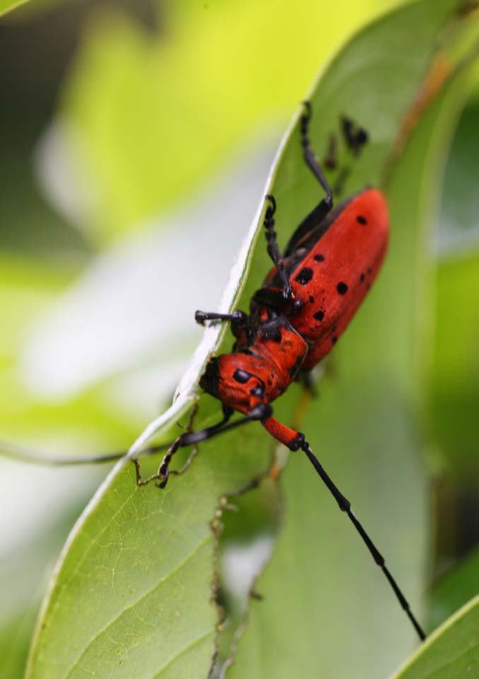 photo,material,free,landscape,picture,stock photo,Creative Commons,Eupromus ruber, longhorn beetle, feeler, beetle, I am cinnabar red