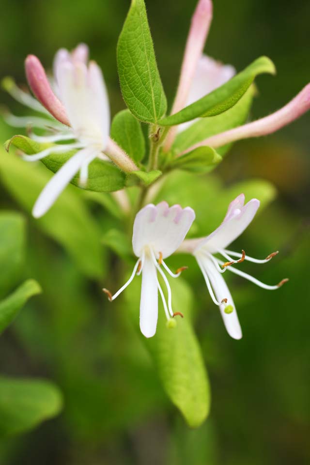 foto,tela,gratis,paisaje,fotografa,idea,Un floret rosa, Jardinera, , Floret, Rosado