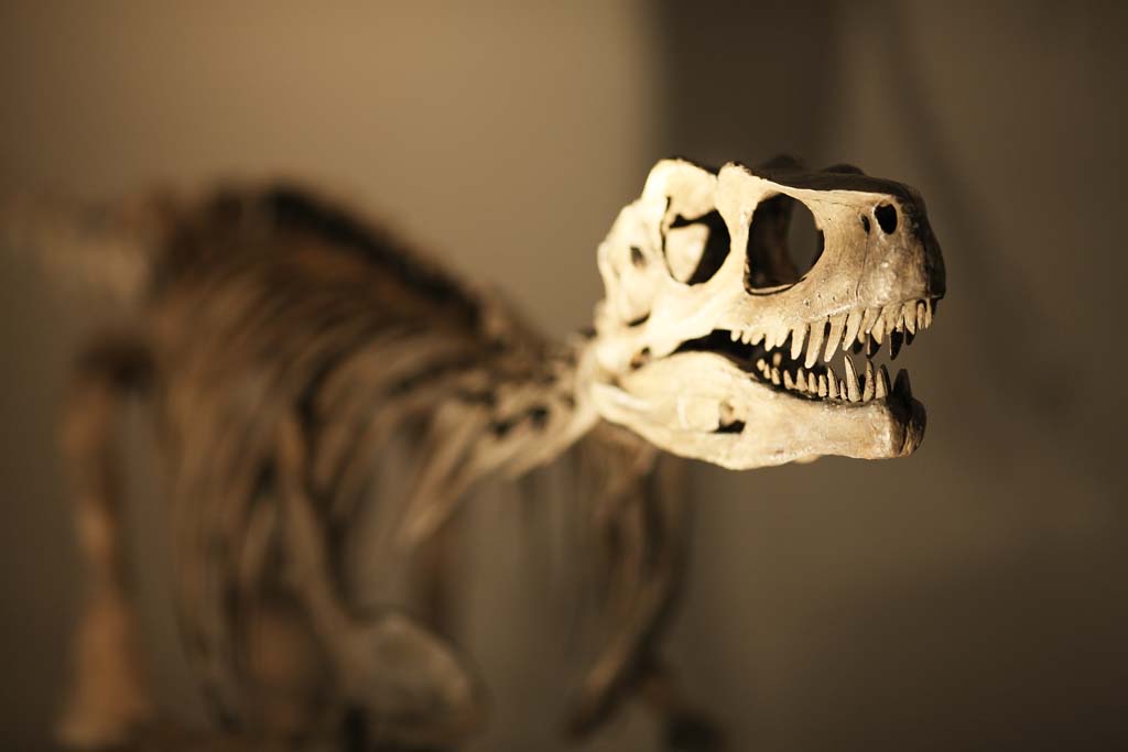 photo,material,free,landscape,picture,stock photo,Creative Commons,The fossil of the dinosaur, fossil, dinosaur, chin, The ancient times