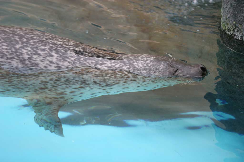 photo,material,free,landscape,picture,stock photo,Creative Commons,Spotted seal, seal, water, swimming, 