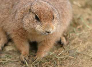 photo,material,free,landscape,picture,stock photo,Creative Commons,Whiskers of a prairie dog, rodent, , , 