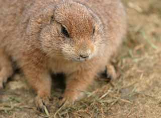 Foto, materieel, vrij, landschap, schilderstuk, bevoorraden foto,Bakkebaard van een prairiehond, Knaagdier, , , 