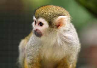 photo,material,free,landscape,picture,stock photo,Creative Commons,Squirrel monkey, ape, ape, monkey, 