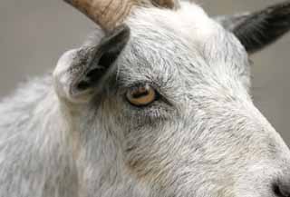 photo,material,free,landscape,picture,stock photo,Creative Commons,Eye of a goat, goat, goat, goat, 