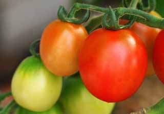 Foto, materiell, befreit, Landschaft, Bild, hat Foto auf Lager,Tomaten, Tomate, rot, Pflanzen-, 