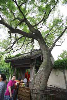 photo,material,free,landscape,picture,stock photo,Creative Commons,The branch of the ball of PenglaiPavilion Horai, The Moon Princess, legend, story, sightseeing spot