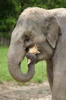 photo,material,free,landscape,picture,stock photo,Creative Commons,Elephant's meal, elephant, elephant, elephant, straw