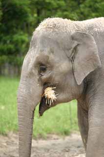 photo,material,free,landscape,picture,stock photo,Creative Commons,Elephant with distant look, elephant, , , straw