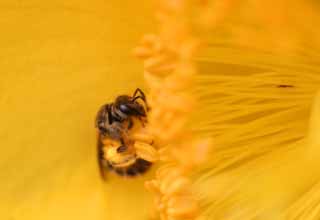 photo, la matire, libre, amnage, dcrivez, photo de la rserve,Collecteur du pollen, jaune, pollen, , 