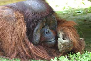 fotografia, materiale, libero il panorama, dipinga, fotografia di scorta,Orangutan malinconico, orangutan, , , 