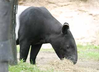 Foto, materieel, vrij, landschap, schilderstuk, bevoorraden foto,Malayan tapir, Tapir, , , 
