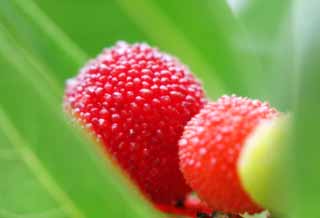 photo,material,free,landscape,picture,stock photo,Creative Commons,Juicy bayberries, bayberry, bayberry, red, 