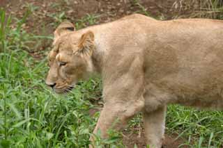 photo,material,free,landscape,picture,stock photo,Creative Commons,Just awakened, lion, lion, , 