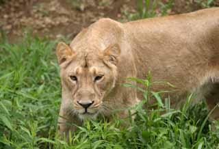 photo,material,free,landscape,picture,stock photo,Creative Commons,Just awakened, lion, lion, , 