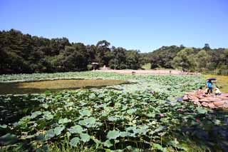 photo,material,free,landscape,picture,stock photo,Creative Commons,A summering mountain cottage, scene, lotus, garden, Ch'ing