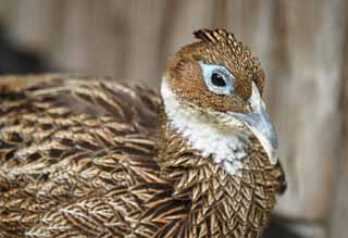 photo,material,free,landscape,picture,stock photo,Creative Commons,Pheasant, pheasant, , , 