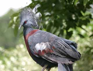 photo,material,free,landscape,picture,stock photo,Creative Commons,Band-tailed pigeon, pigeon, pigeon, , 