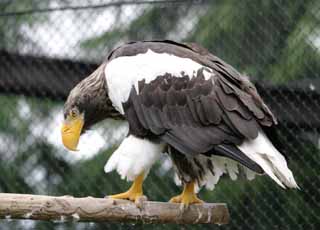 photo,material,free,landscape,picture,stock photo,Creative Commons,Steller's sea eagle, eagle, Steller's seeagle, , 