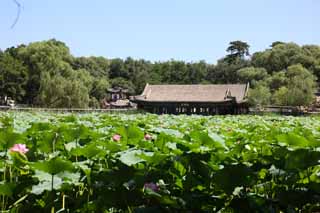 Foto, materieel, vrij, landschap, schilderstuk, bevoorraden foto,Summering berg cottage leeuw woud, Een doorn, Verzameling van literaire meesterwerken, Lotus, Ch'ing