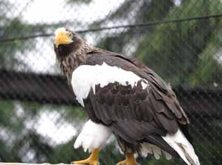 photo,material,free,landscape,picture,stock photo,Creative Commons,Steller's sea eagle, eagle, Steller's seeagle, , 