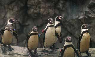 Foto, materiell, befreit, Landschaft, Bild, hat Foto auf Lager,Das Marschieren von Pinguinen, Pinguin, , , 