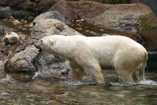 fotografia, material, livra, ajardine, imagine, proveja fotografia,Urso-branco, urso-branco, , , 