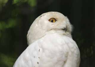 photo,material,free,landscape,picture,stock photo,Creative Commons,Snowy Owl, owl, , , 