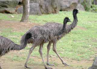 Foto, materiell, befreit, Landschaft, Bild, hat Foto auf Lager,Emus, Emu, , , 