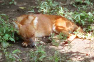 Foto, materiell, befreit, Landschaft, Bild, hat Foto auf Lager,Wilder Hund, Hund, , , 