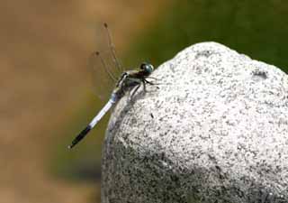 Foto, materieel, vrij, landschap, schilderstuk, bevoorraden foto,Libelle, Libelle, , , 