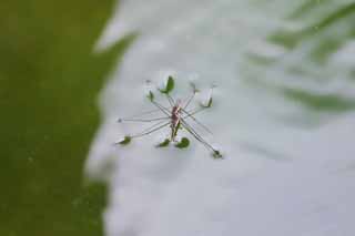 fotografia, materiale, libero il panorama, dipinga, fotografia di scorta,Waterstrider, waterstrider, , , 