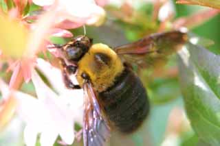 photo,material,free,landscape,picture,stock photo,Creative Commons,Abelia and a bee, abelia, bee, bee, 