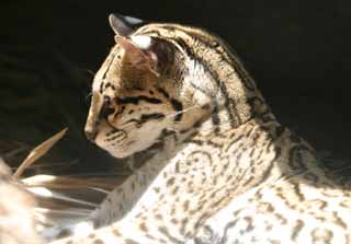 Foto, materieel, vrij, landschap, schilderstuk, bevoorraden foto,Ocelot, Ocelot, , , 