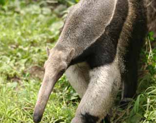 photo,material,free,landscape,picture,stock photo,Creative Commons,Giant anteater, anteater, , , 