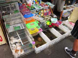 photo,material,free,landscape,picture,stock photo,Creative Commons,An eastern edge market, shop, market, cat, tortoise