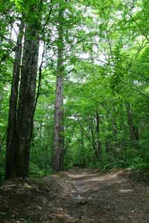 fotografia, materiale, libero il panorama, dipinga, fotografia di scorta,Percorso di montagna, boscage, boschetto, verde tenero, 