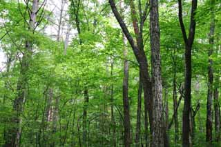 Foto, materiell, befreit, Landschaft, Bild, hat Foto auf Lager,Zartes grnes Holz, boscage, Hain, zartes Grn, 