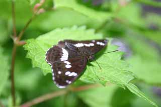 photo,material,free,landscape,picture,stock photo,Creative Commons,Butterfly in a highland, butterfly, butterfly, tender green, 