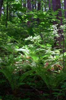 photo,material,free,landscape,picture,stock photo,Creative Commons,Wood with ferns, fern, fern, tender green, 