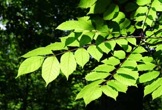 fotografia, materiale, libero il panorama, dipinga, fotografia di scorta,Verde Nuovo, permesso, luce emessa, verde tenero, 