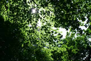 Foto, materiell, befreit, Landschaft, Bild, hat Foto auf Lager,Neuer grner Baldachin, die Erlaubnis, bertrug Licht, zartes Grn, Sonne