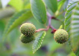 photo,material,free,landscape,picture,stock photo,Creative Commons,Fruits of birch, flower, fruit, , 