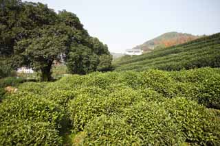 photo,material,free,landscape,picture,stock photo,Creative Commons,A Chinese green tea-leaf, Tea, Green tea, Chinese tea, tea plantation