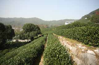 photo,material,free,landscape,picture,stock photo,Creative Commons,A Chinese green tea-leaf, Tea, Green tea, Chinese tea, tea plantation