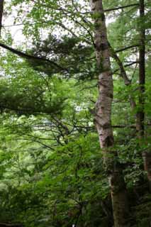 photo,material,free,landscape,picture,stock photo,Creative Commons,Tree in Kamikochi, green, tree, leave, 