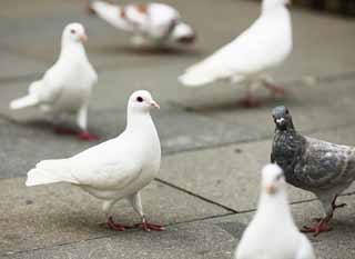 photo,material,free,landscape,picture,stock photo,Creative Commons,A white dove, dove, , white dove, bait spear