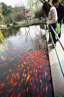 Foto, materiell, befreit, Landschaft, Bild, hat Foto auf Lager,Eine Aussicht auf Hafen des Blumenfisches, Ufer, Saiko, Die Oberflche des Wassers, Goldfisch