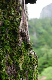 Foto, materiell, befreit, Landschaft, Bild, hat Foto auf Lager,Moosbedeckte alte Zeder, Zeder, Baum, Moos, 