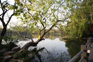 photo, la matire, libre, amnage, dcrivez, photo de la rserve,Trois mirroring de piscines la lune, tang, Saiko, surface d'un lac, arbre