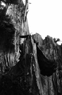 fotografia, material, livra, ajardine, imagine, proveja fotografia,Lustre sombrio de um cedro velho, cedro, rvore, murchando, 